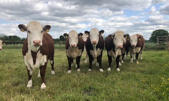 Group of hereford heifers
